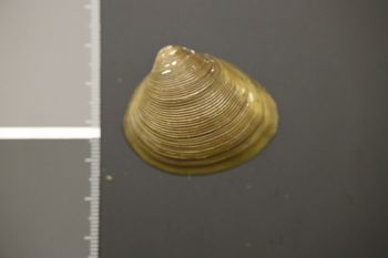 Media type: image;   Malacology 176951 Description: Dry specimen;